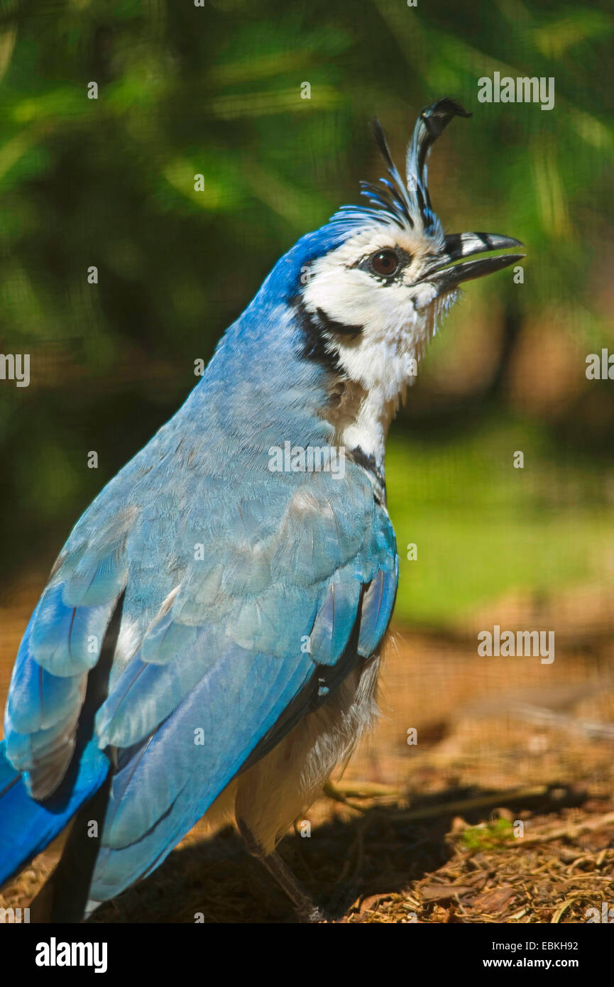 weiße-throated Elster-Jay (Calocitta Formosa), sitzen auf dem Boden Stockfoto