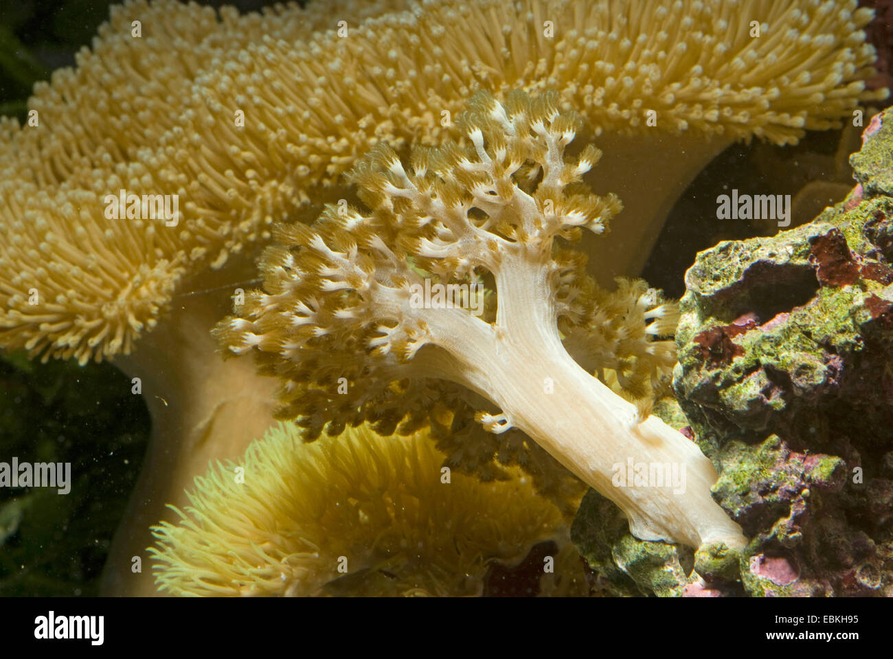 Kenia Baum Coral (Capnella Imbricata), Detailansicht Stockfoto