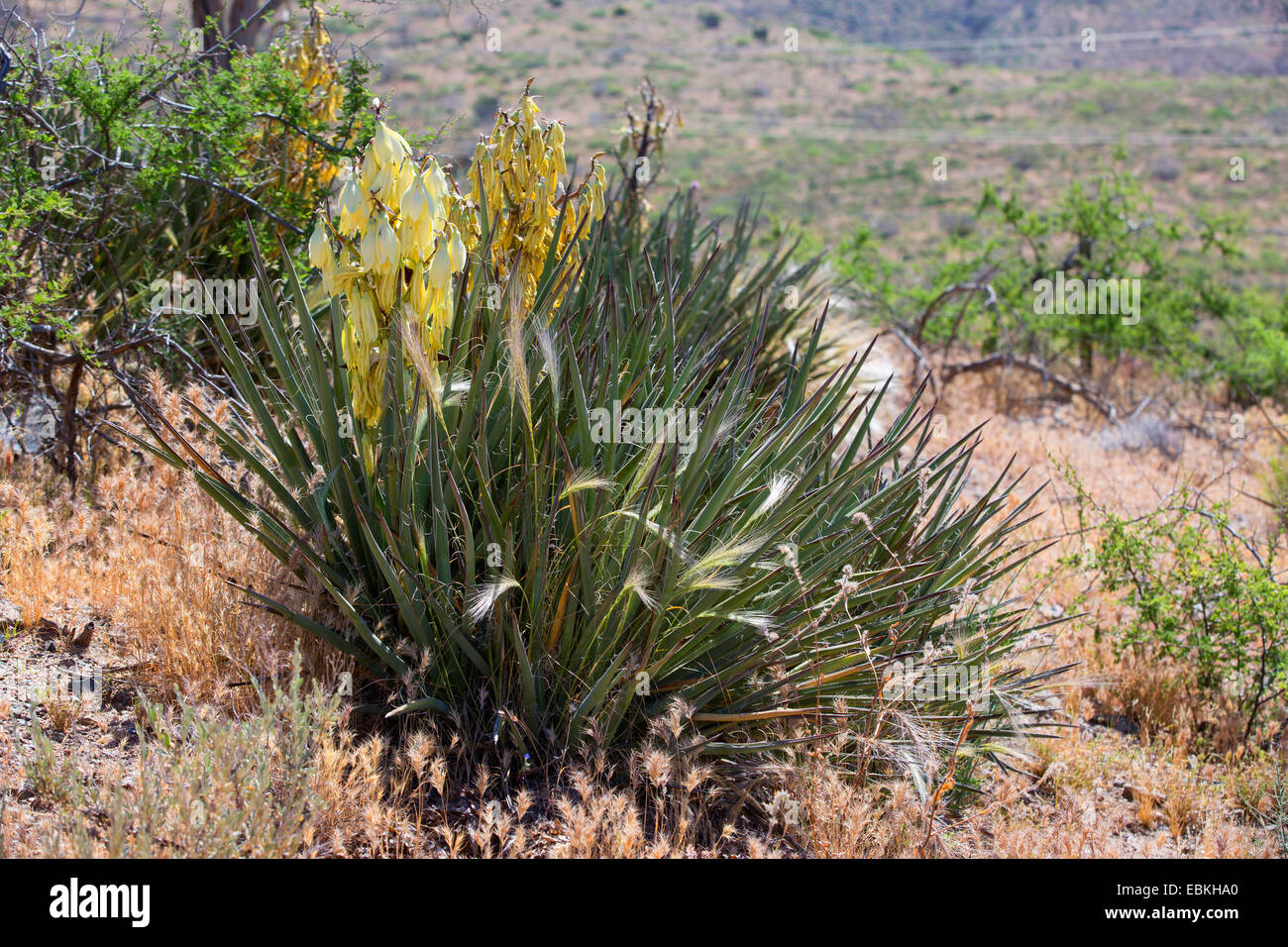 Banane Yucca, Datil Yucca (Yucca Baccata), blühen, USA, Phoenix, Arizona, Sonora Wueste Stockfoto