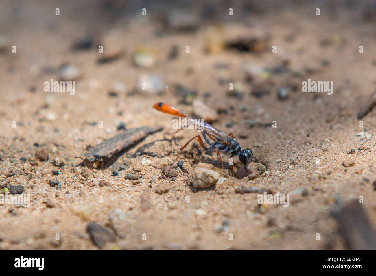 Digger Wasps, Jagd Wespen (Sphecidae, Sphegidae), schließen ein Beute-Versteck mit einem Stein, USA, Arizona, Phoenix Stockfoto