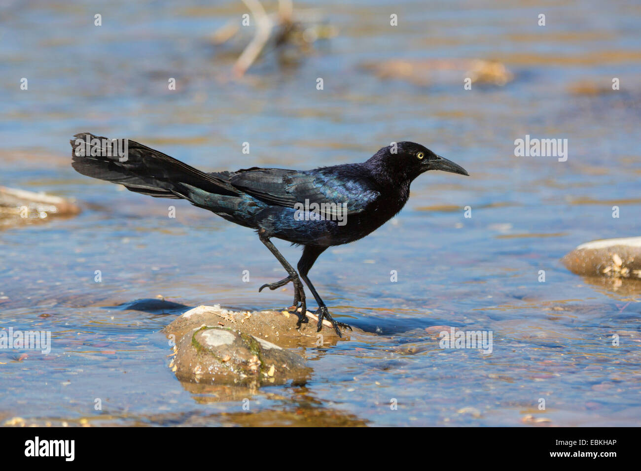 Fluss Phonix Stockfotos Und Bilder Kaufen Alamy