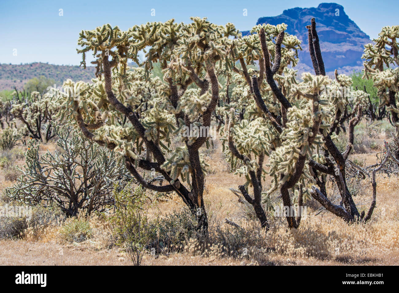 Kette Fruit Cholla, Pflanzen Sonora Jumping Cholla (Cylindropuntia Fulgida), alte mit Früchten, USA, Arizona, Phoenix Stockfoto