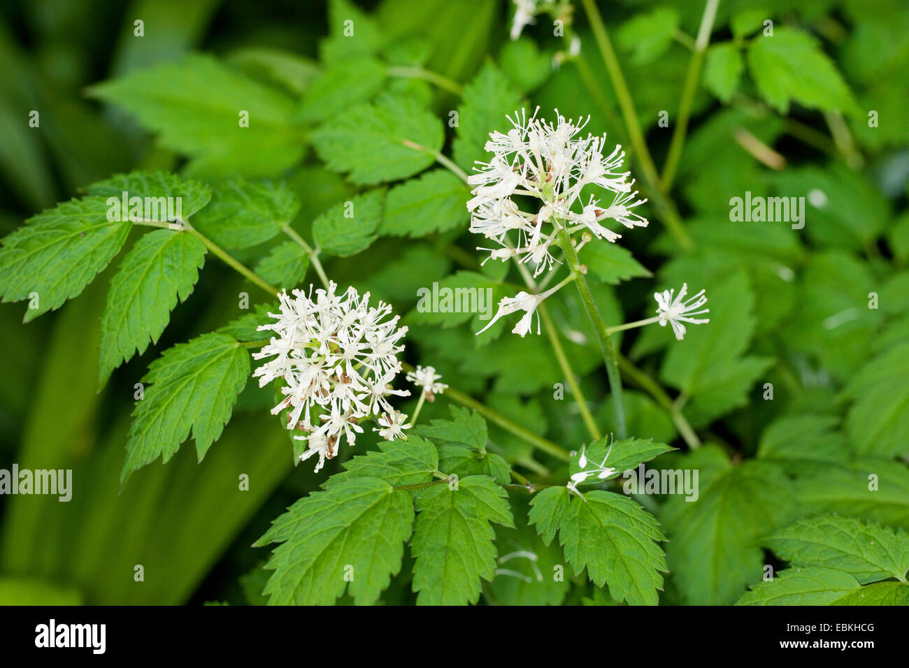 weiße Baneberry (Actaea Pachypoda), blühen Stockfoto