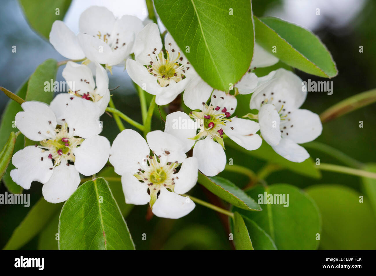 Europäischer birnbaum Fotos und Bildmaterial in hoher Auflösung Alamy