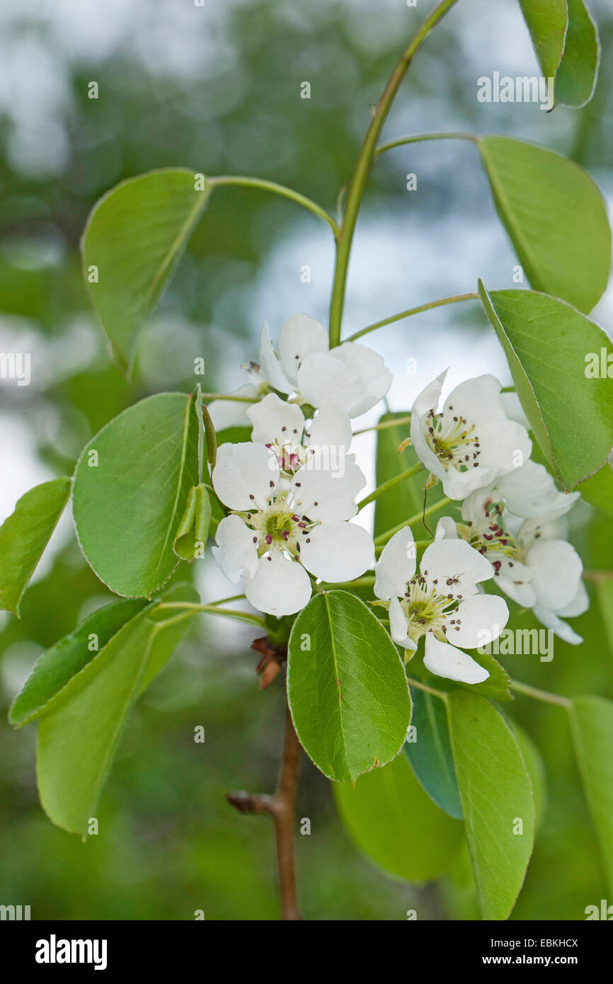 Pyrus Pyraster Stockfotos und bilder Kaufen Alamy