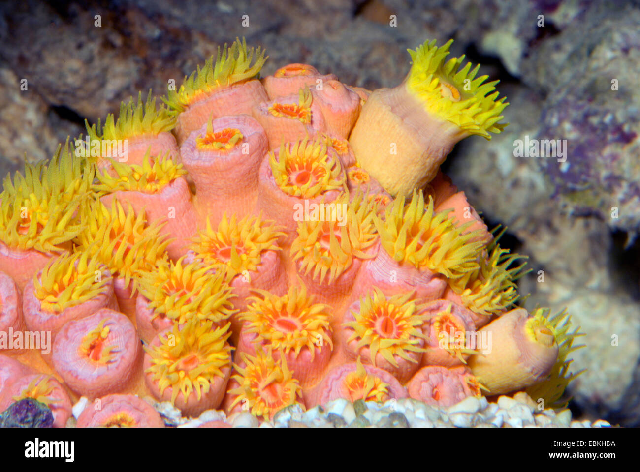 Stony Coral (Tubastrea Faulkneri), Detailansicht Stockfoto