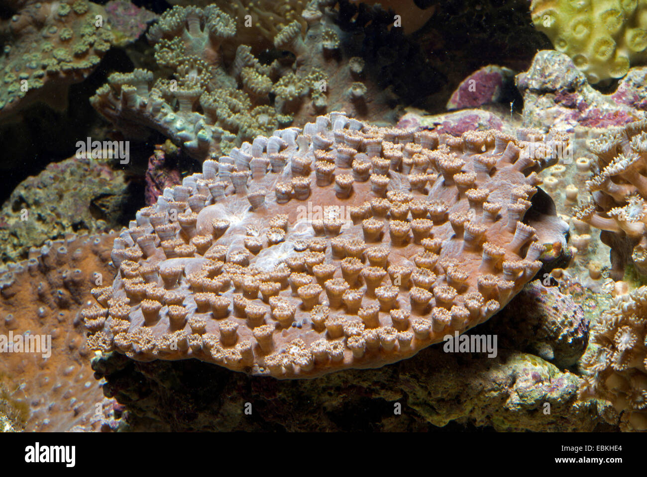 Becher-Koralle (Turbinaria Peltata), Seitenansicht Stockfoto
