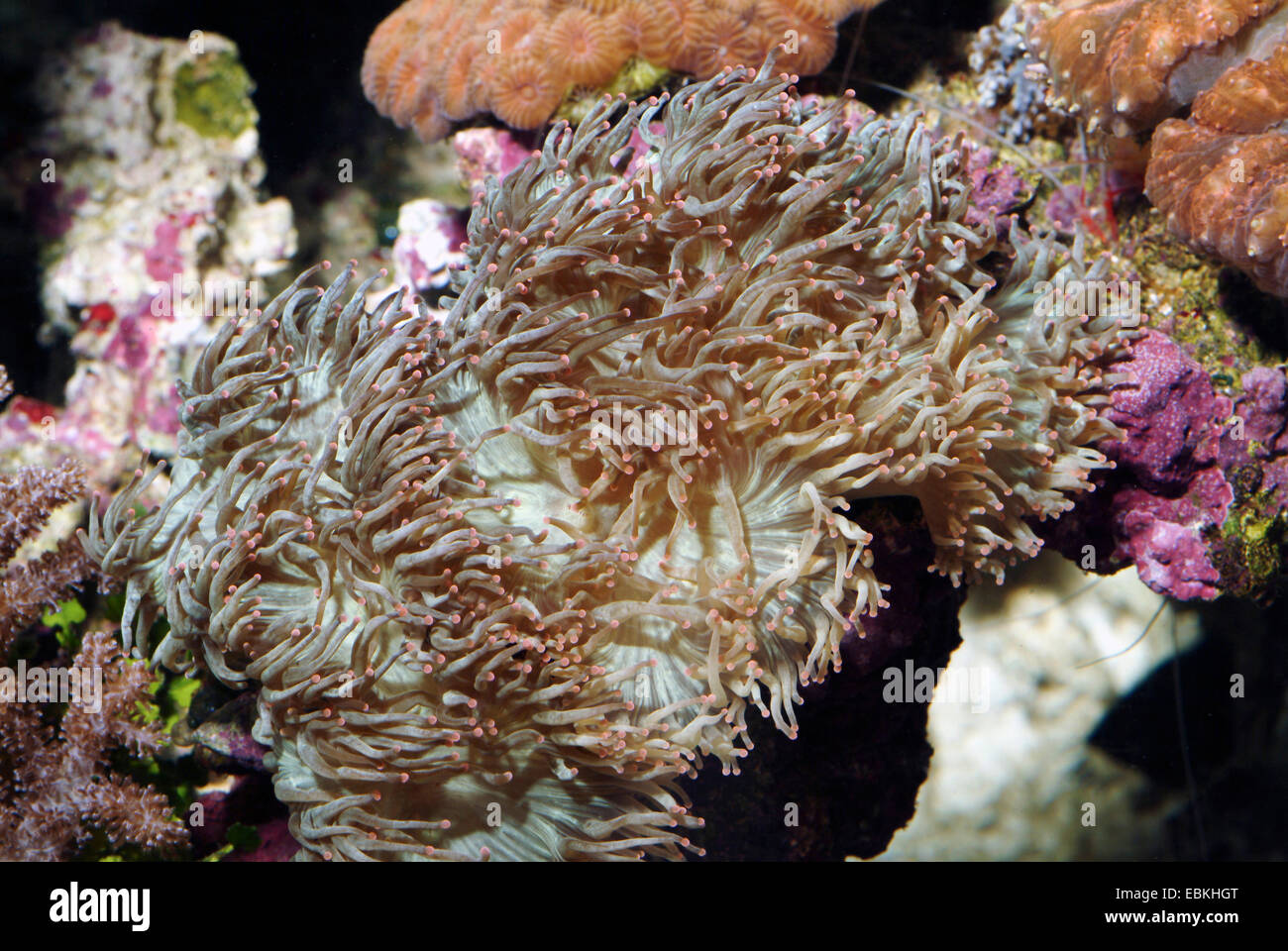 Eleganz-Koralle (Catalaphyllia Jardinei), colonie Stockfoto