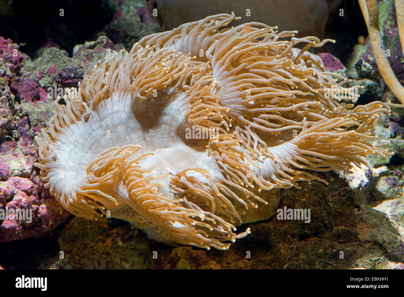 Eleganz-Koralle (Catalaphyllia Jardinei), Kolonie Stockfoto