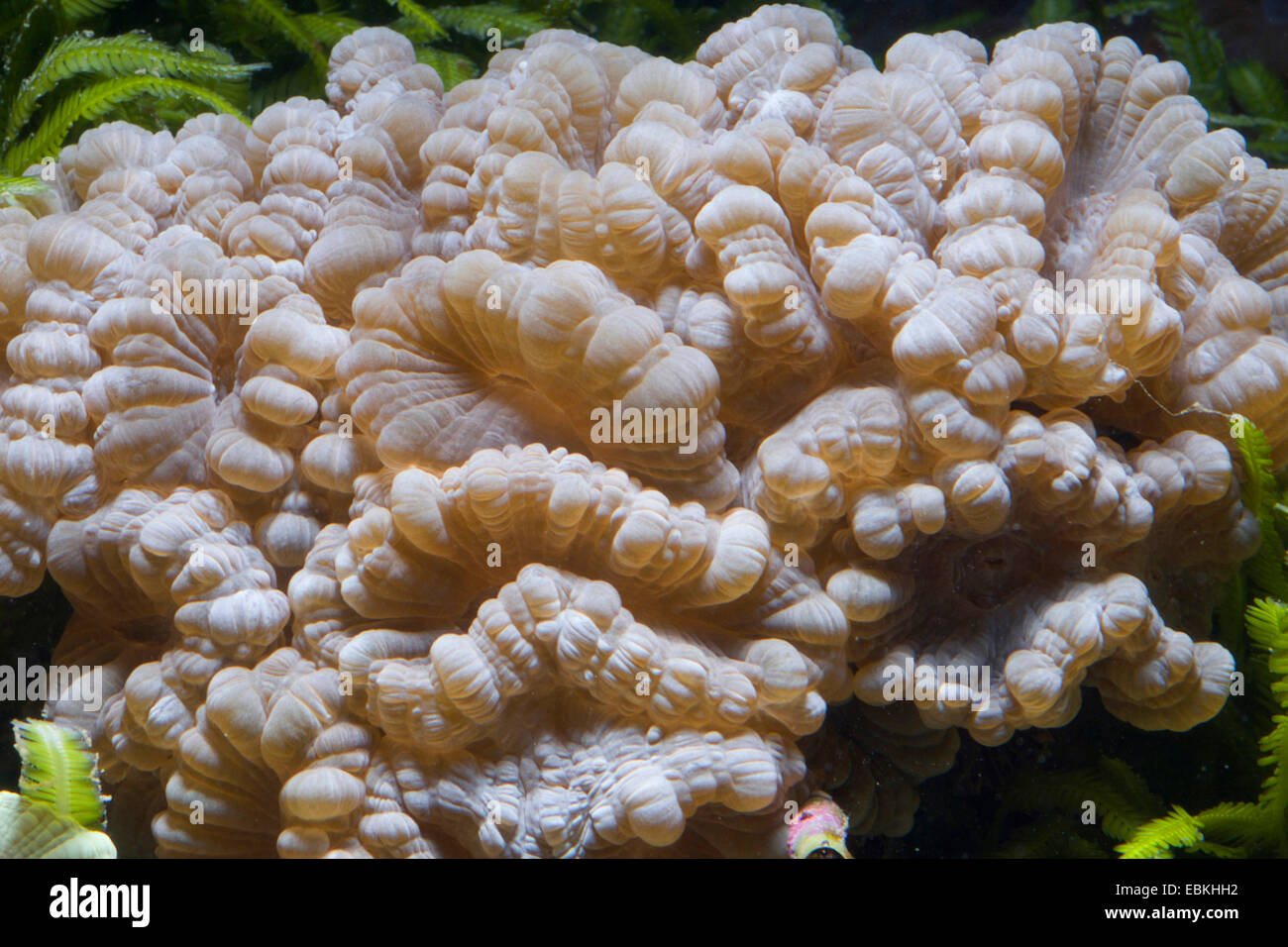 Trompete Coral (Caulastrea Echinulata), Detailansicht Stockfoto