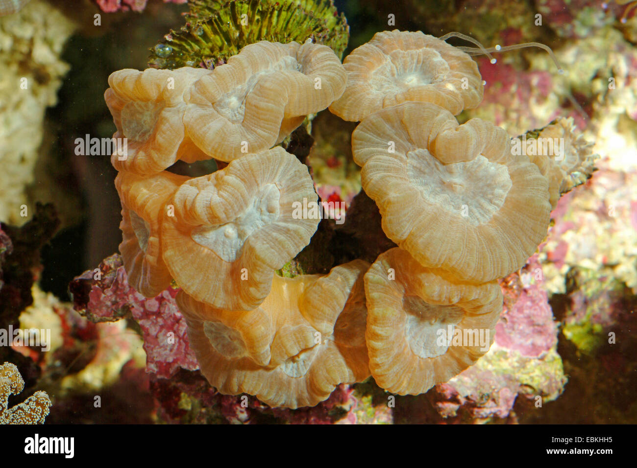 Stony Coral (Caulastrea spec.), Detailansicht Stockfoto