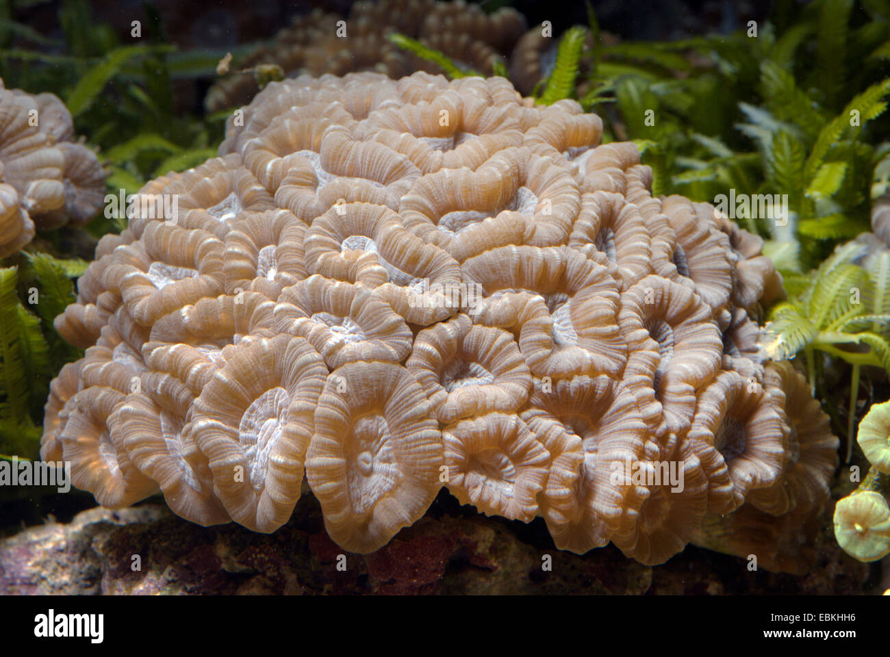 Trompete-Koralle (Caulastrea Echinulata), Seitenansicht Stockfoto