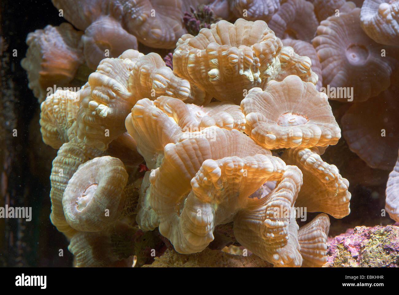 Candycane Coral, Fackel Coral (Caulastrea spec.), Nahaufnahme Stockfoto
