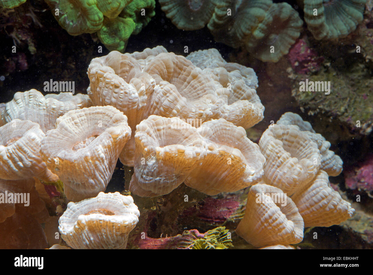 Candycane Coral, Fackel Coral (Caulastrea spec.), Nahaufnahme Stockfoto