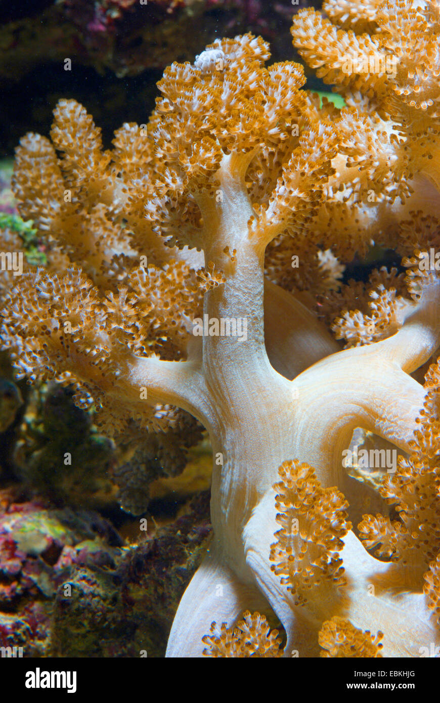 Weichkorallen (Cladiella spec.), Detailansicht Stockfoto