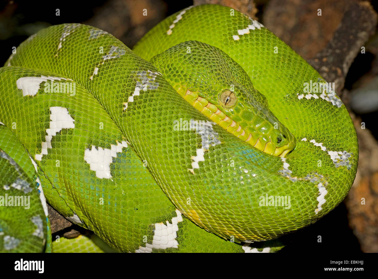 Smaragd Baum Boa, südamerikanischen Emerald Tree Boa (Corallus Caninus), zusammengerollt Stockfoto