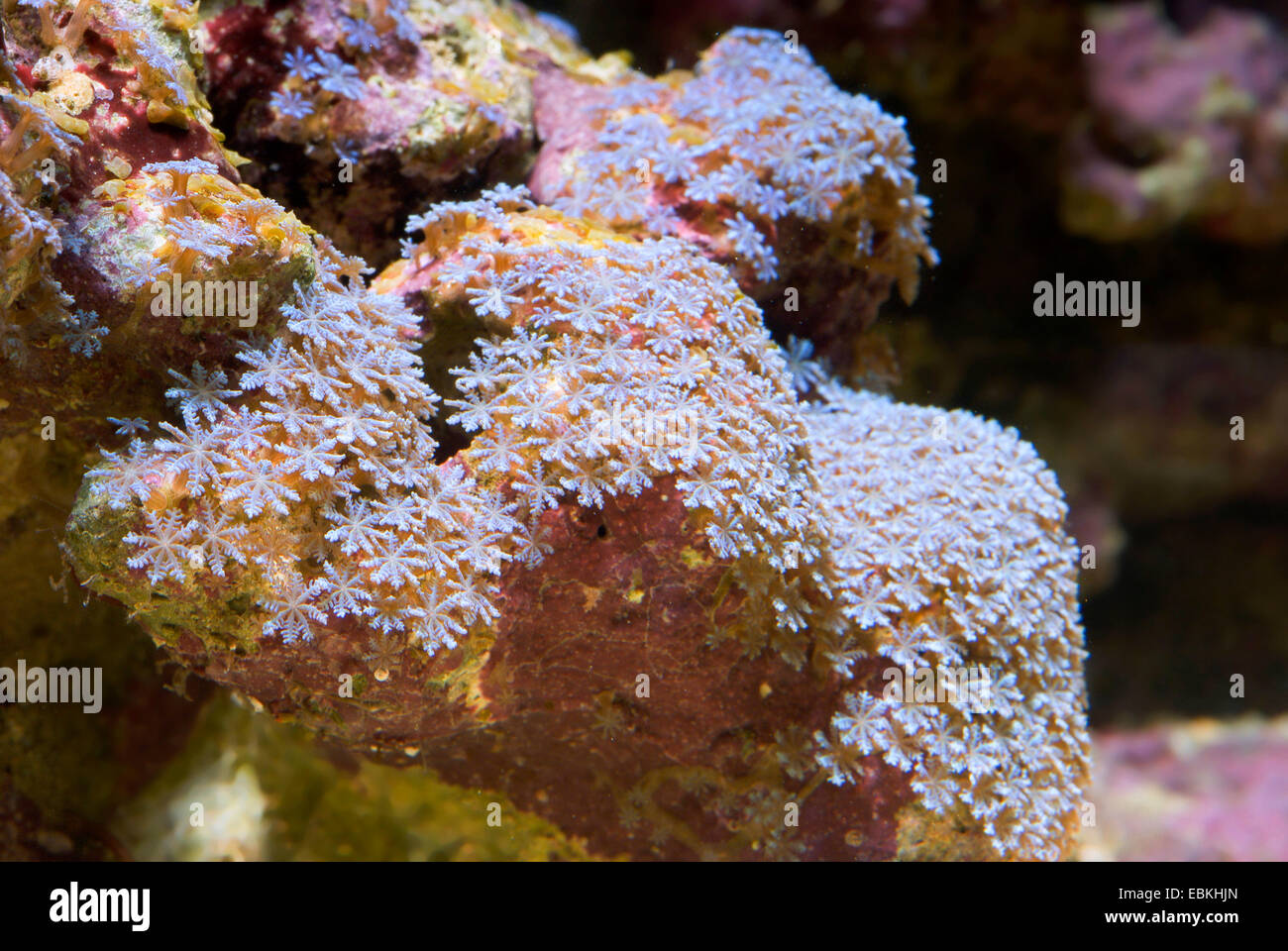 Cornucopic Korallen, kleinen Weichkorallen (Cornularia Cornucopiae), Kolonie Stockfoto