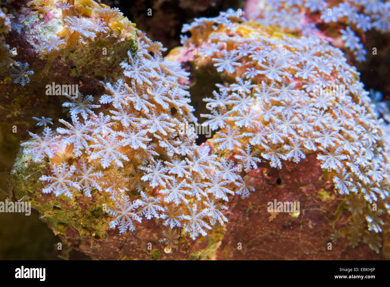 Cornucopic Korallen, kleinen Weichkorallen (Cornularia Cornucopiae), Nahaufnahme Stockfoto