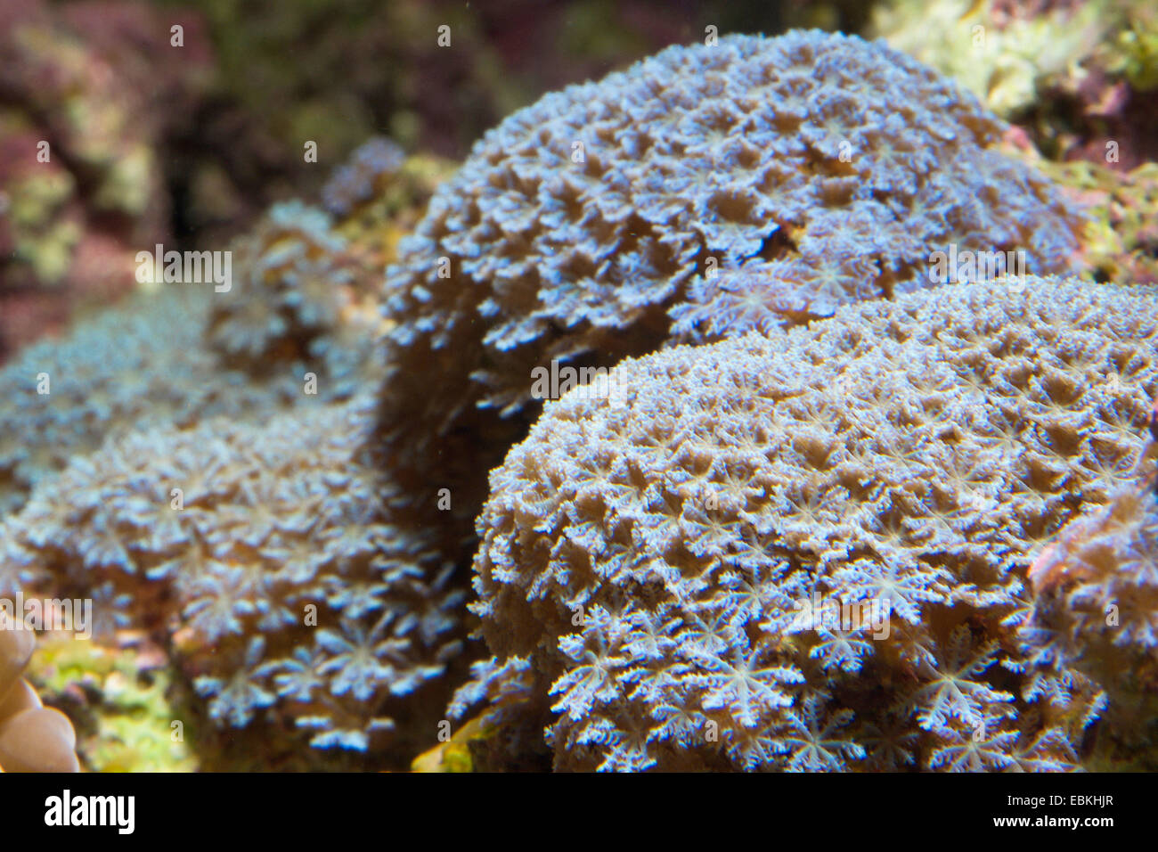 Cornucopic Korallen, kleinen Weichkorallen (Cornularia Cornucopiae), Kolonie Stockfoto