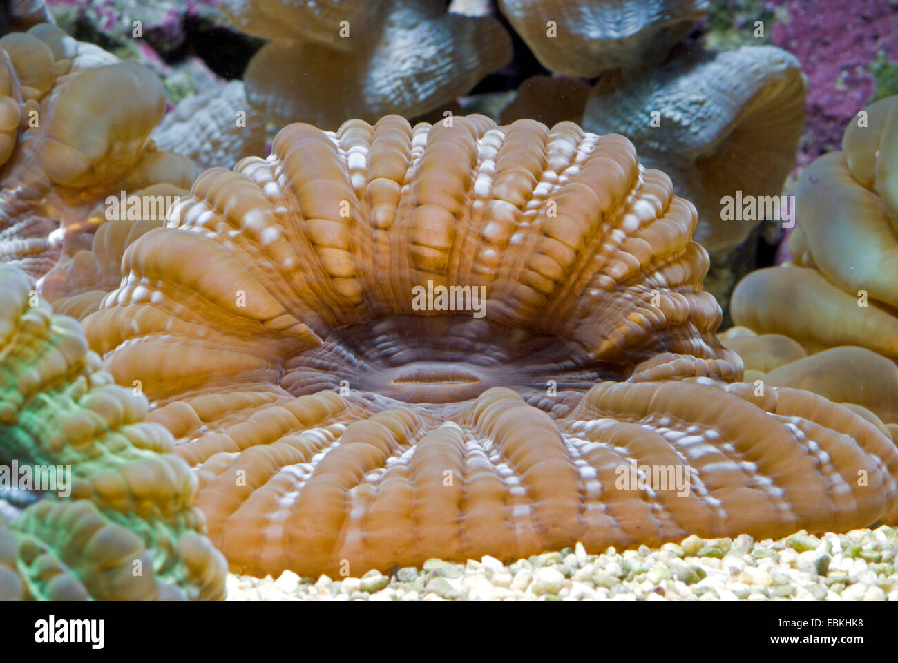 Green Cat Eye Coral (Cynarina Lacrymalis), Detailansicht Stockfoto
