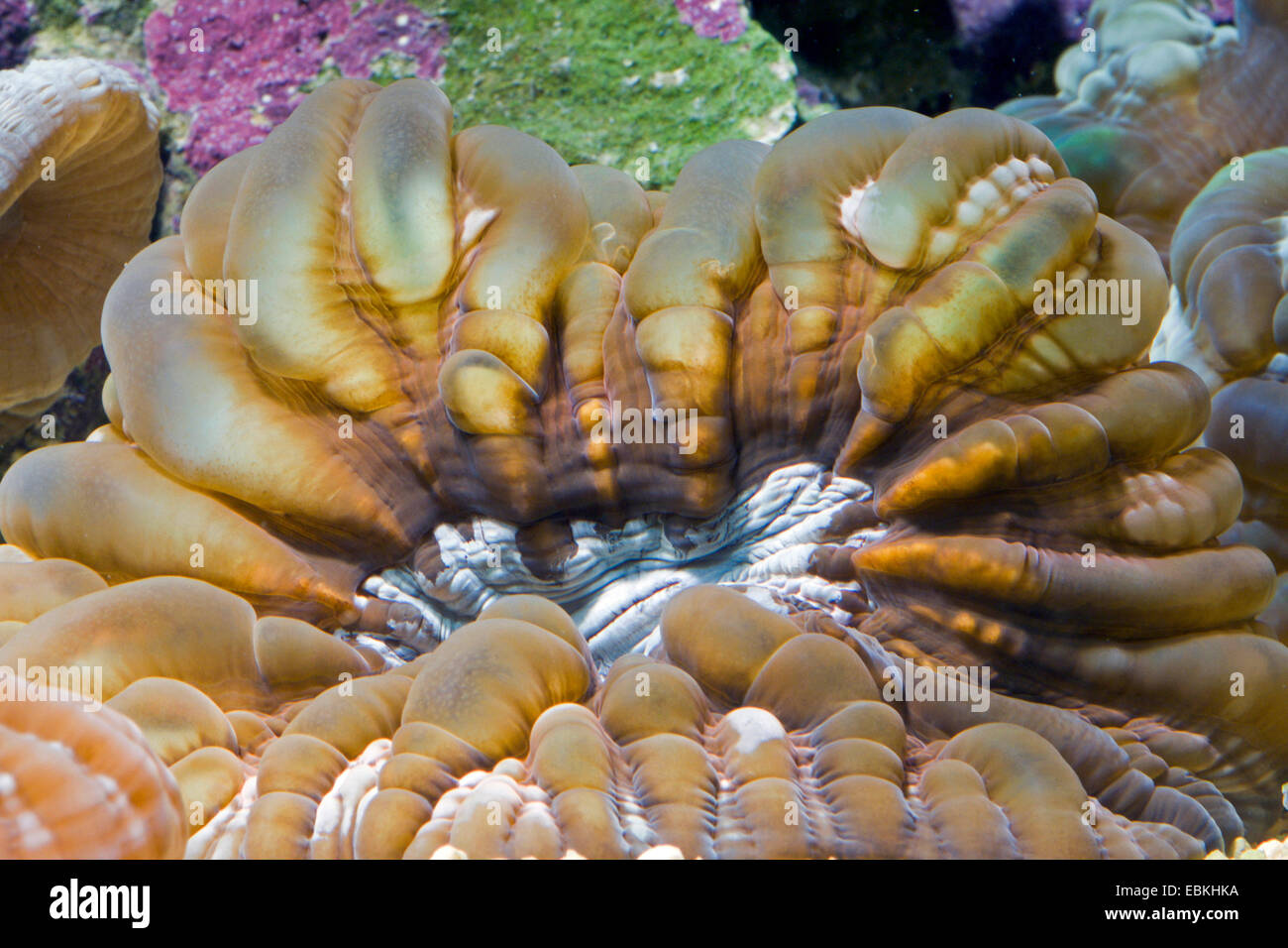 Green Cat Eye Koralle (Cynarina Lacrymalis), erhöhte Ansicht Stockfoto