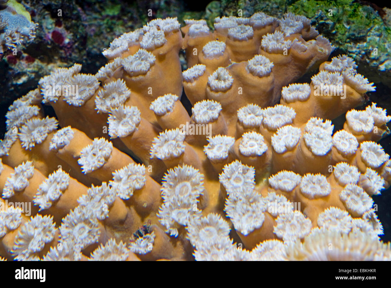 Steinkorallen (Duncanopsammia Axifuga), Kolonie Stockfoto