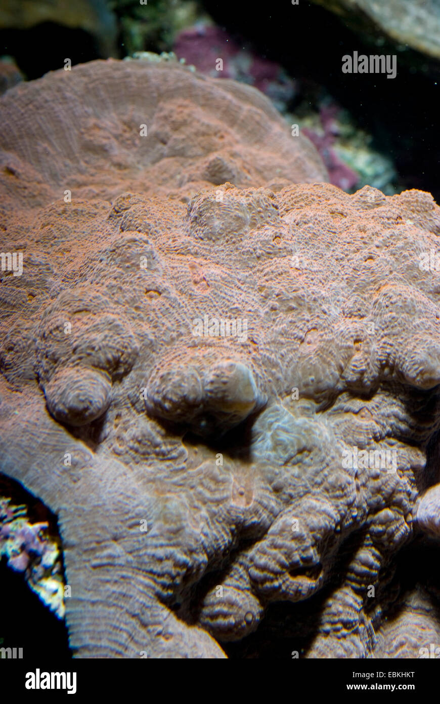 Stony Coral (Echinophyllia spec.), Kolonie Stockfoto