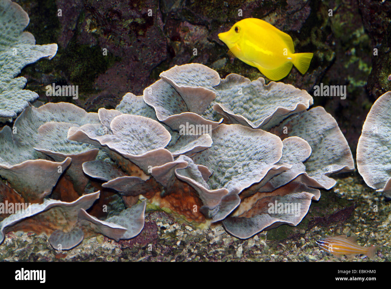 Stony Coral (Echinopora Lamellosa), mehrere Kolonien mit gelben tang Stockfoto