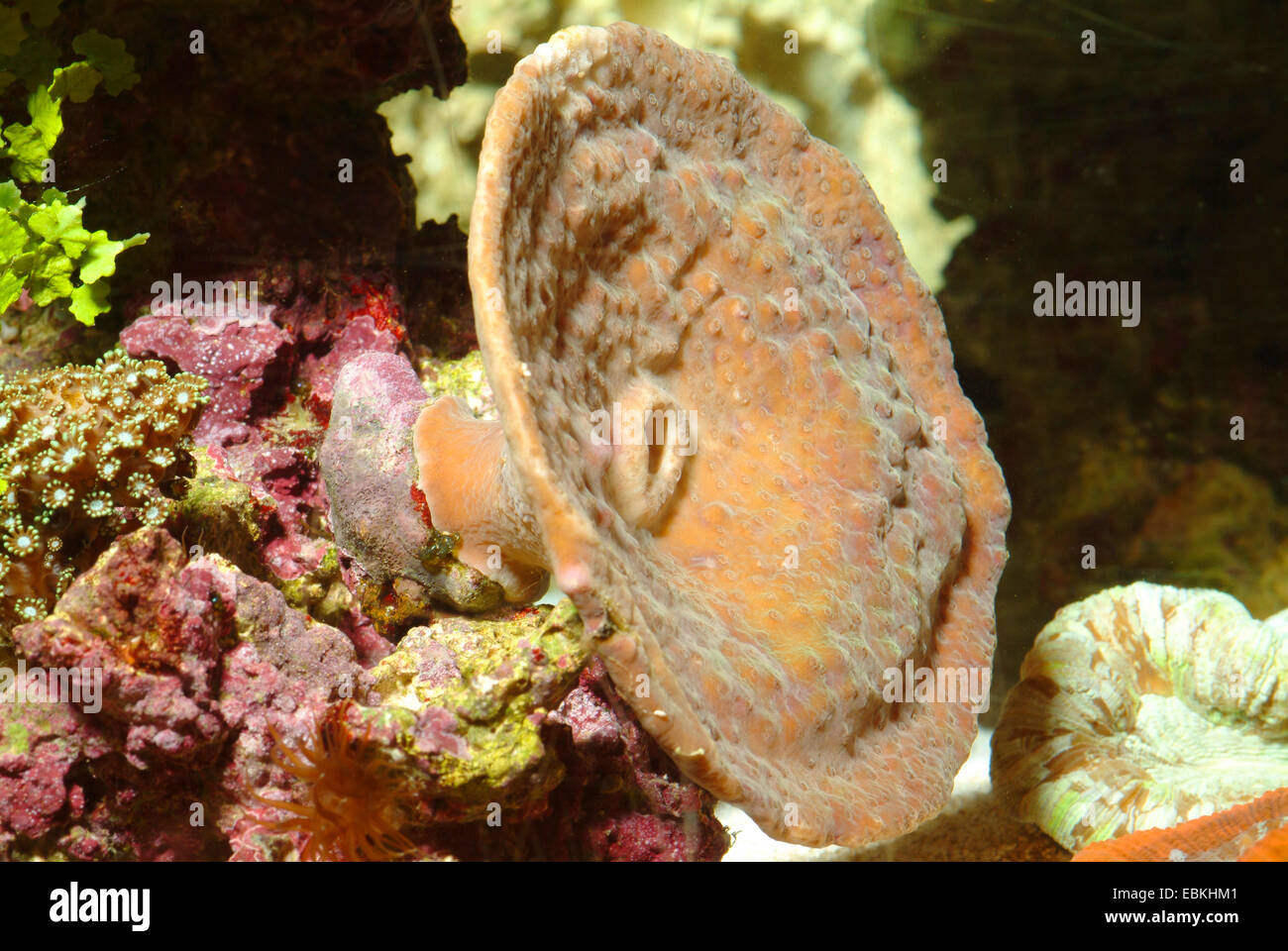 Stony Coral (Echinopora Lamellosa), Seitenansicht Stockfoto