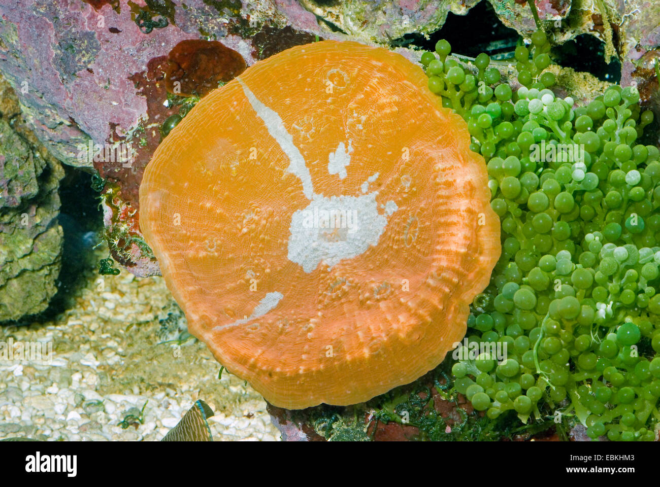 Stony Coral (Echinopora spec.), erhöhte Ansicht Stockfoto