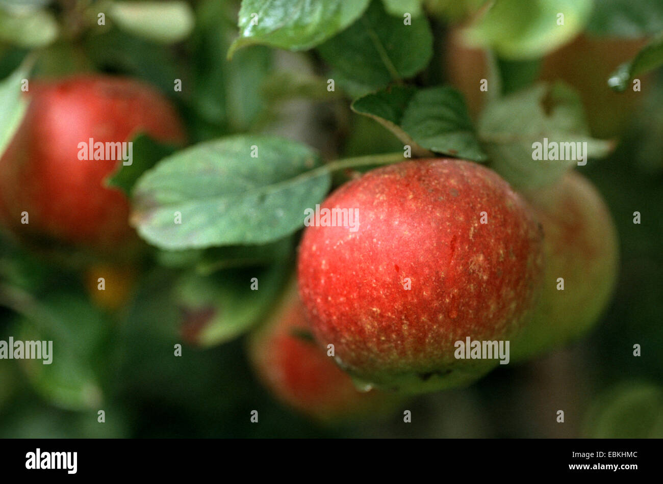 Apfelbaum (Malus Domestica 'Igrid Marie', Malus Domestica Igrid Marie), Sorte Igrid Marie Stockfoto