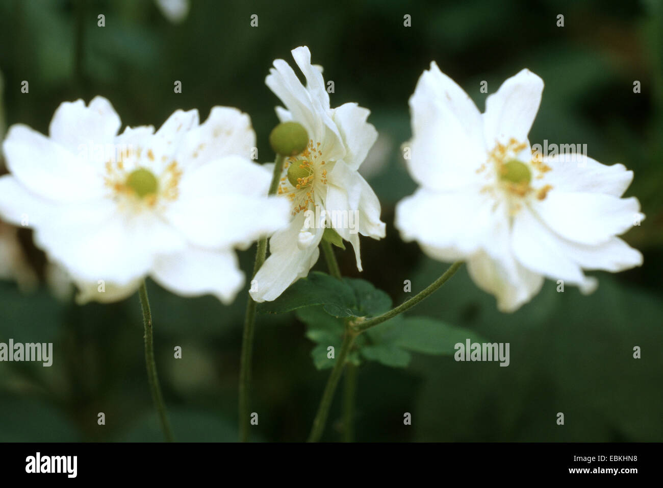 Japanische Anemone, japanische Windflower, chinesische Anemone (Anemone 'Honorine Jobert', Anemone Honorine Jobert), blühen Stockfoto