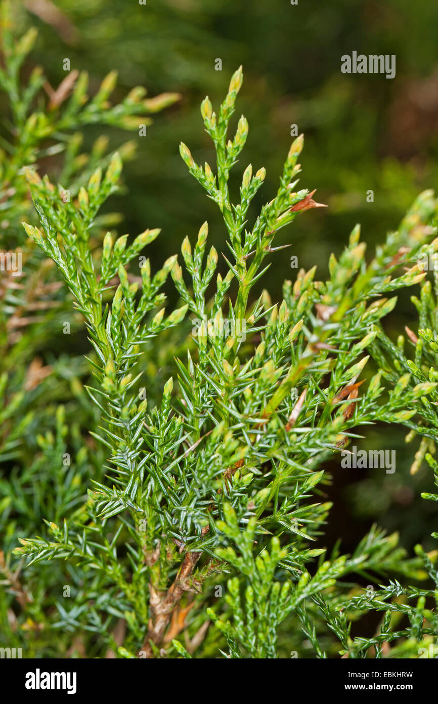 Savin Wacholder, Sadebaum (Juniperus Sabina), Niederlassung Deutschland Stockfoto