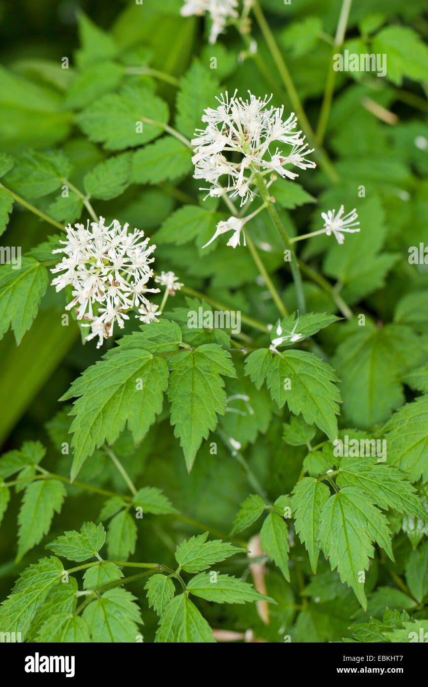 weiße Baneberry (Actaea Pachypoda), blühen Stockfoto