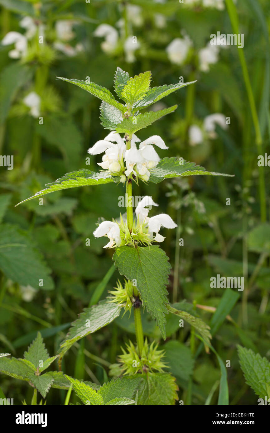 weißer Toten-Brennessel, weiße Taubnessel (Lamium Album), Blütenstand, Deutschland Stockfoto