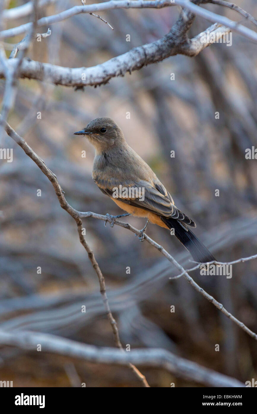 Asche-throated Fliegenfänger (Myiarchus Cinerascens), sitzt auf einem Zweig, USA, Arizona, Phoenix Stockfoto