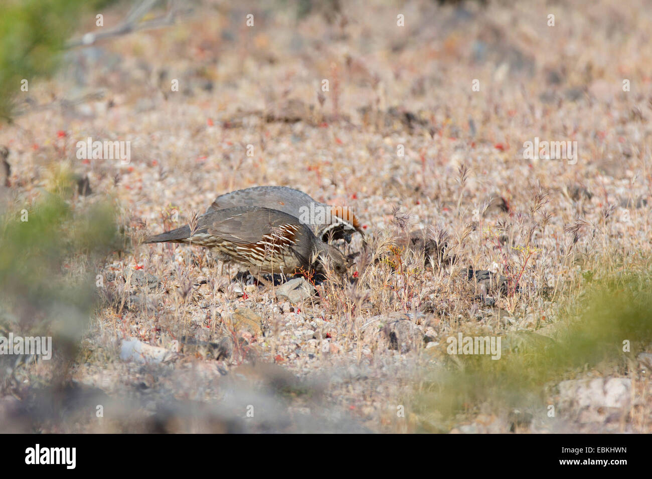 die Gambels Wachteln (Lophortyx Gambelii), paar suchen Nahrung auf der Erde, USA, Arizona, Phoenix Stockfoto