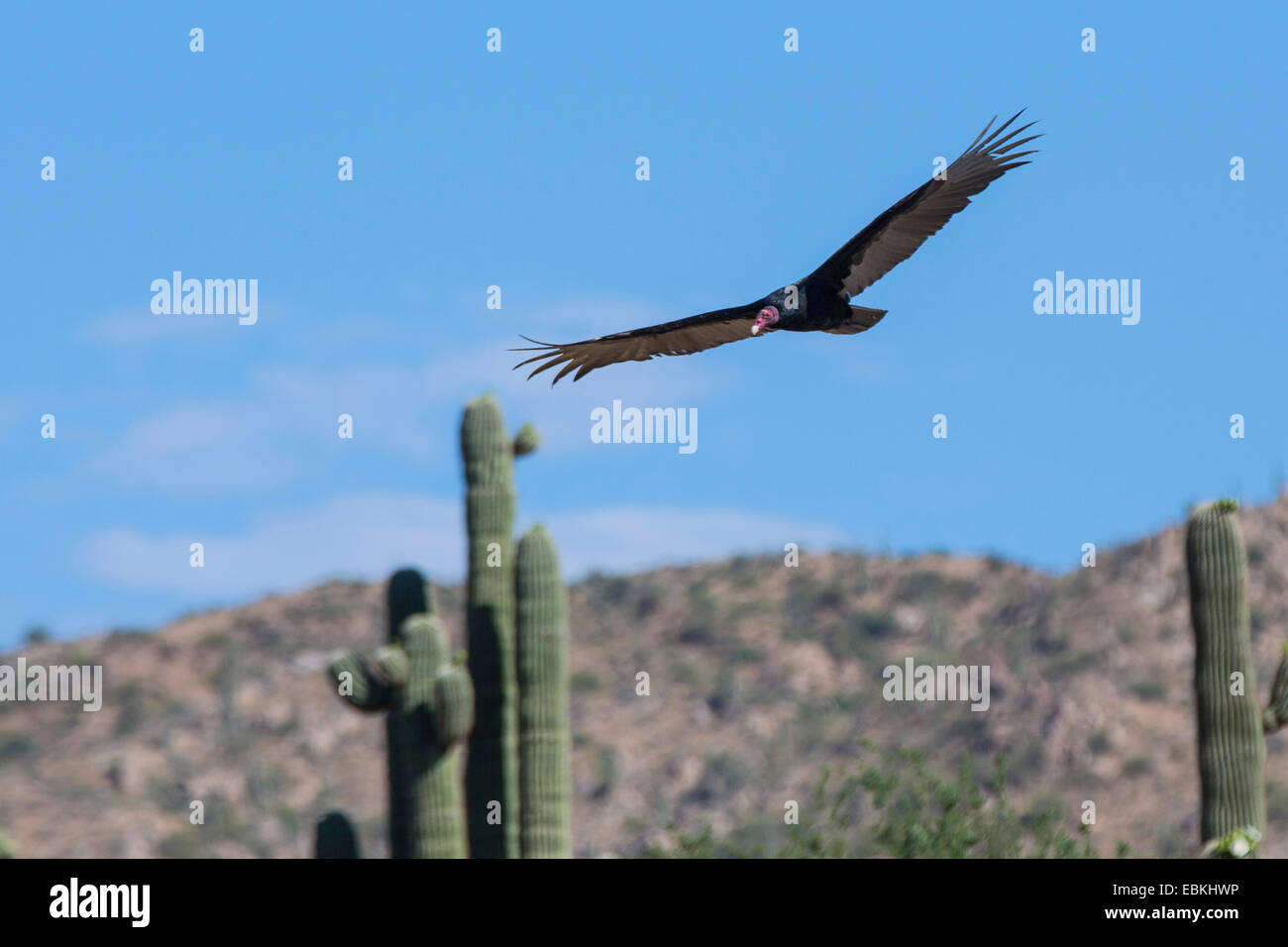 Türkei-Geier (Cathartes Aura), vor einem Saguaro, USA, Arizona, Phoenix fliegen Stockfoto