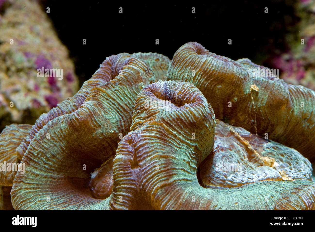 Stony Coral (Wellsophyllia spec.), Detailansicht Stockfoto