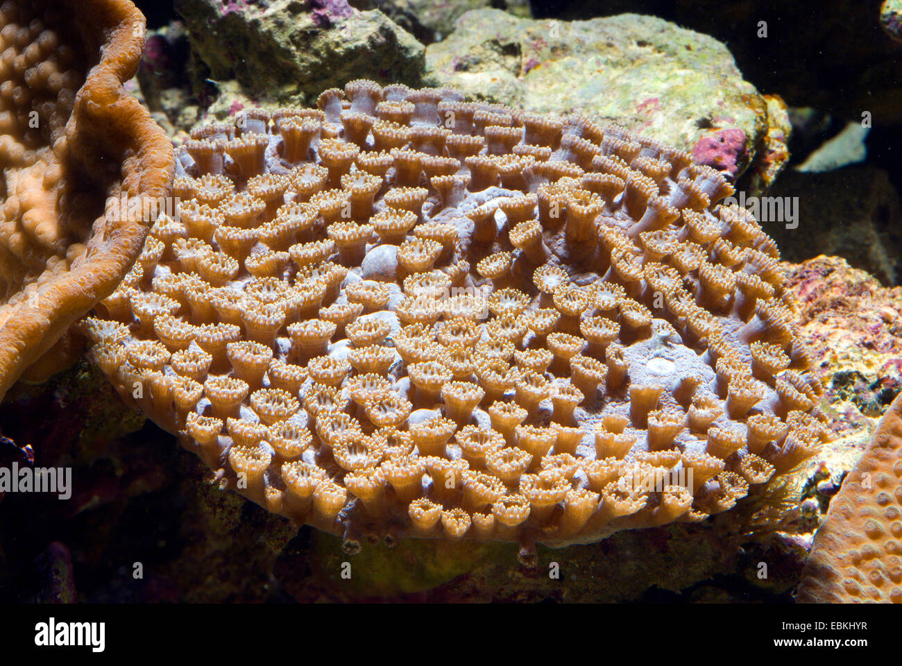 Tasse-Koralle (Turbinaria spec.), Ansicht von oben Stockfoto