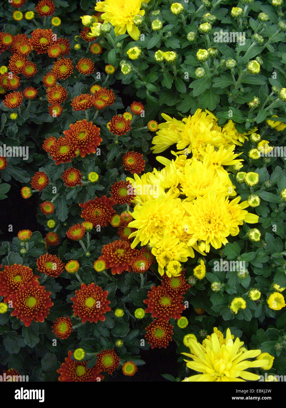 Costmary, chinesische Aster, Chrysantheme, Mama, GartenMama