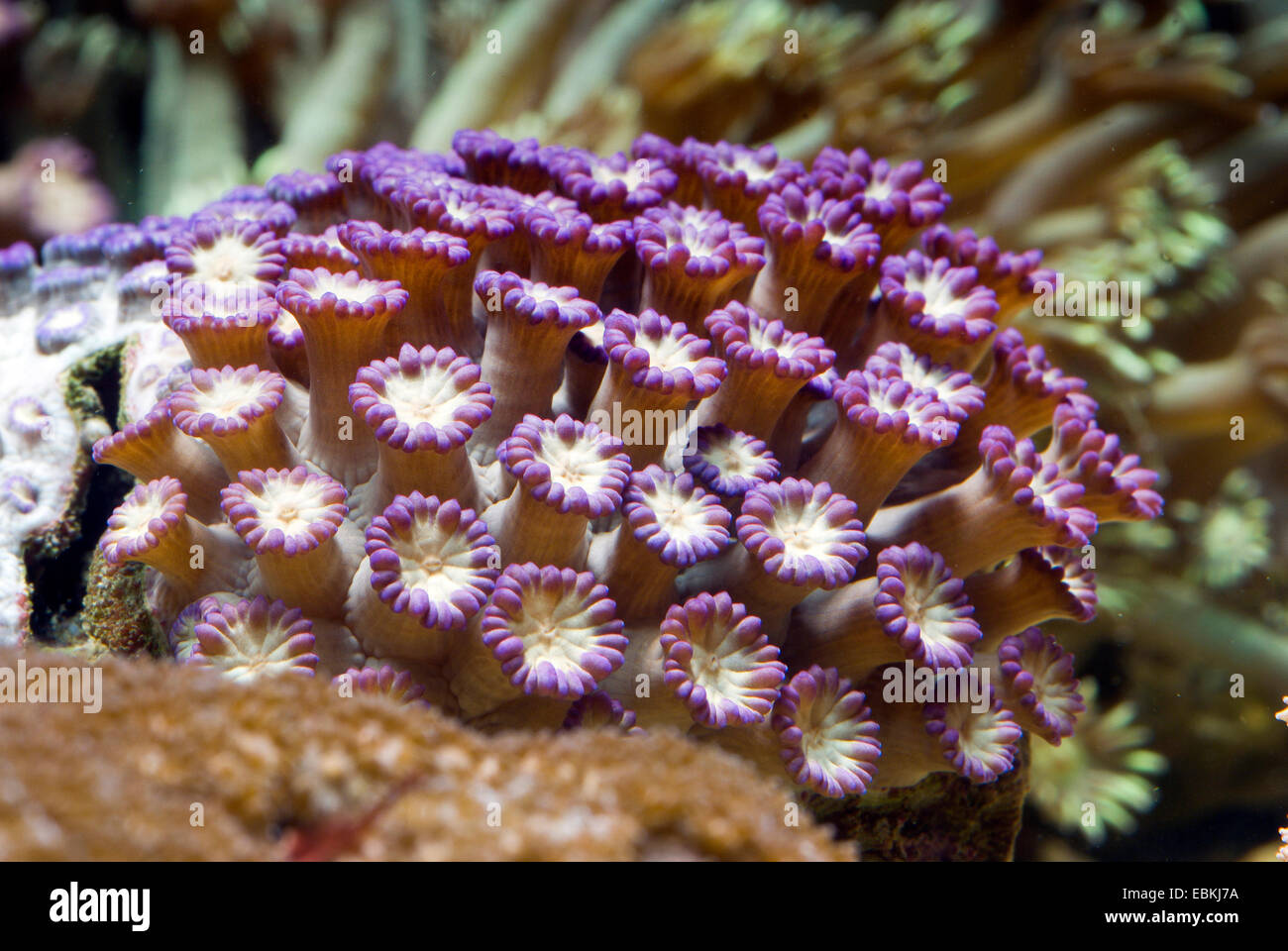 Blumentopf Korallen (Goniopora spec.), colonie Stockfoto