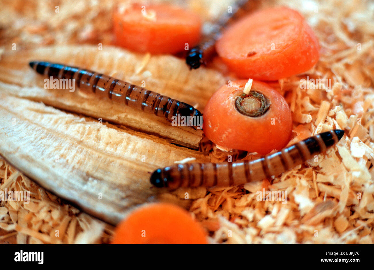 Kingworm, Superworm (Zophobas Morio), Larven mit Karotten Stockfoto