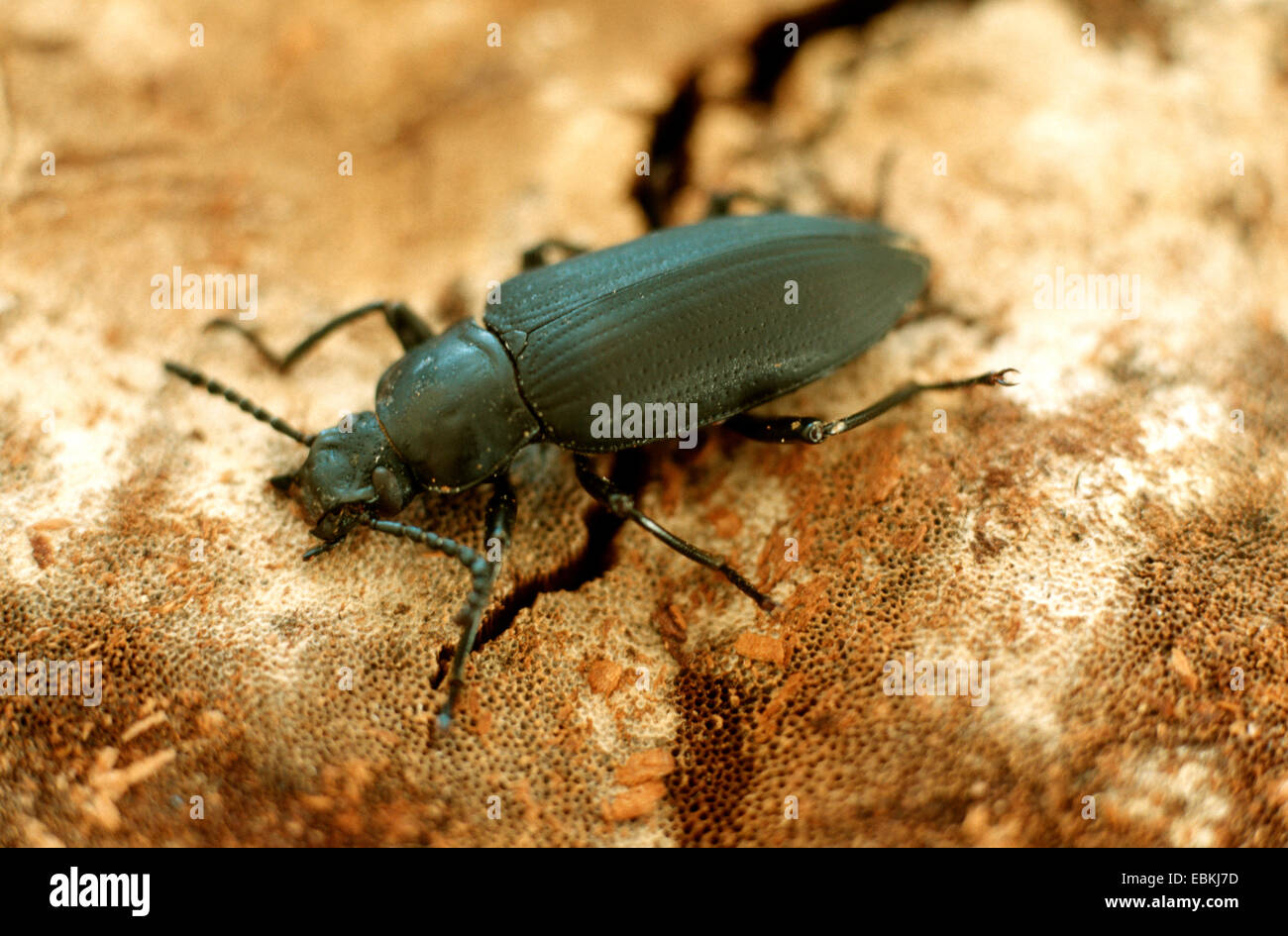 Kingworm, Superworm (Zophobas Morio), Imago, wichtige Nahrung für Terrarien Tiere Stockfoto