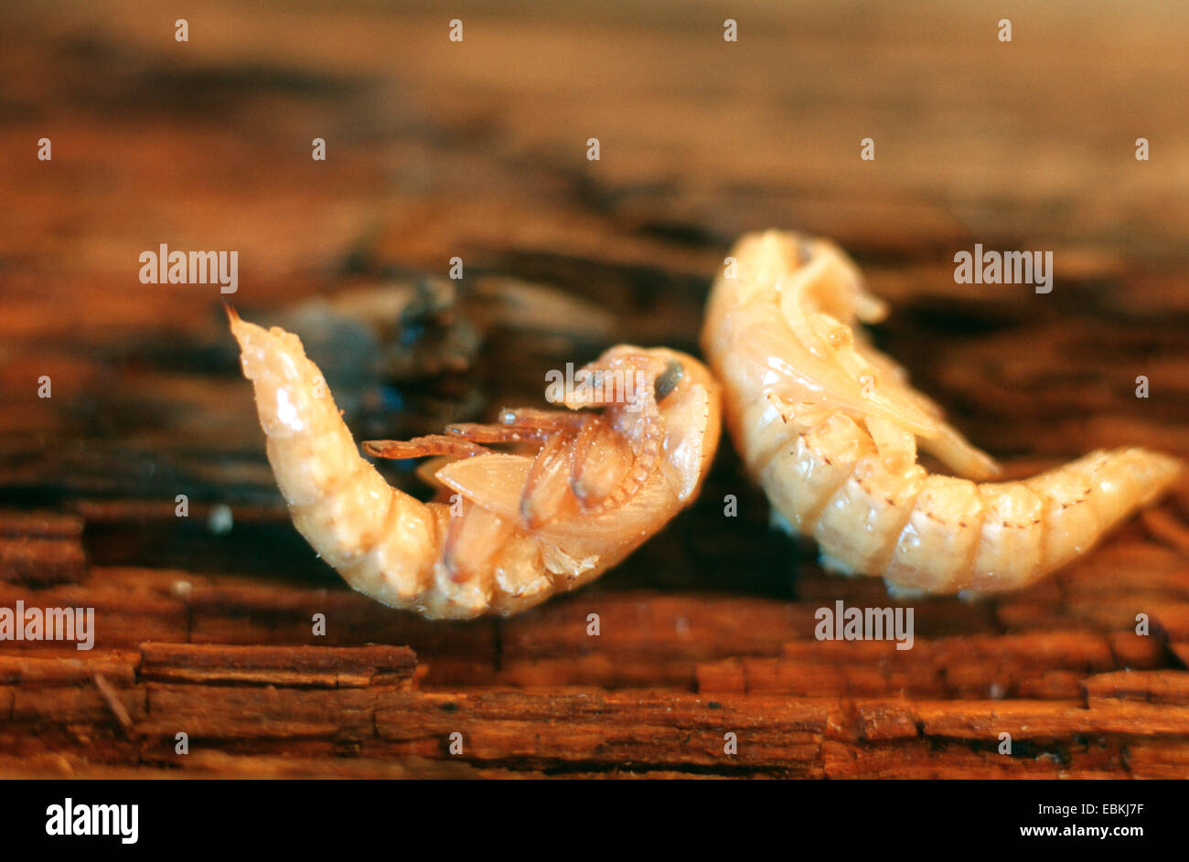 Kingworm, Superworm (Zophobas Morio), zwei bishin auf totem Holz, wichtige Nahrung für Terrarien Tiere Stockfoto