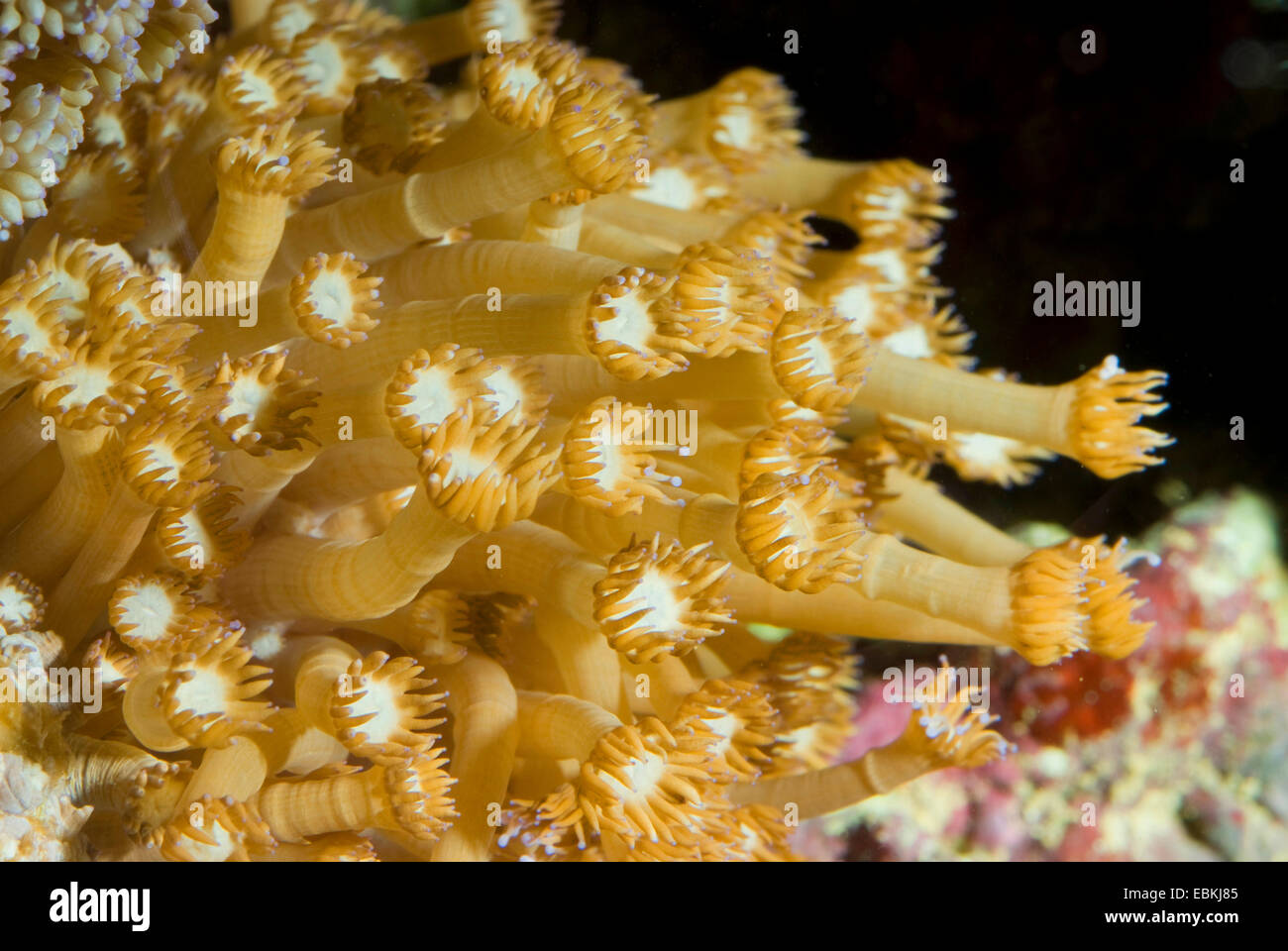 Flower Pot Koralle (Goniopora Stokesi), Kolonie Stockfoto