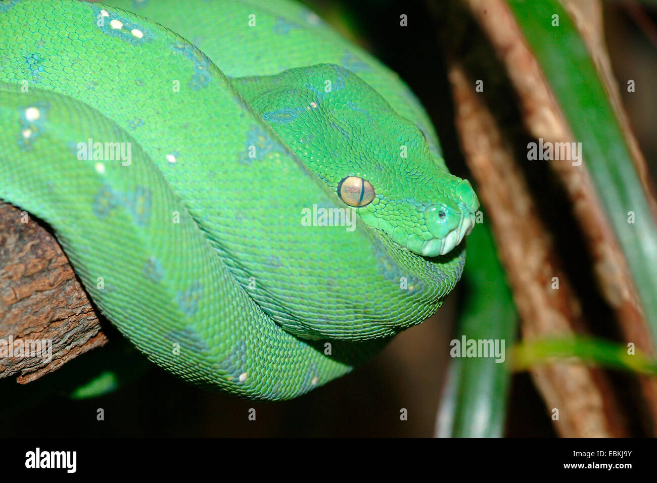 Grüner Baumpython (Chondropython Viridis, Morelia Viridis), liegend auf einem Ast Stockfoto