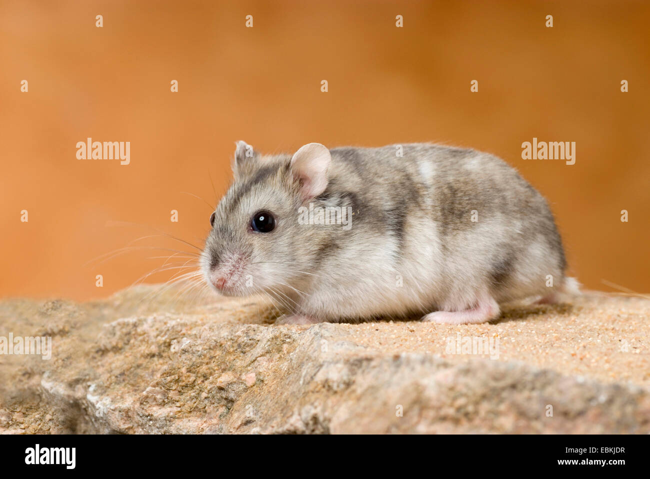 gestreifte hairy-footed Hamster, Dzungarische Hamster (Phodopus Sungorus), auf einem Stein sitzend Stockfoto