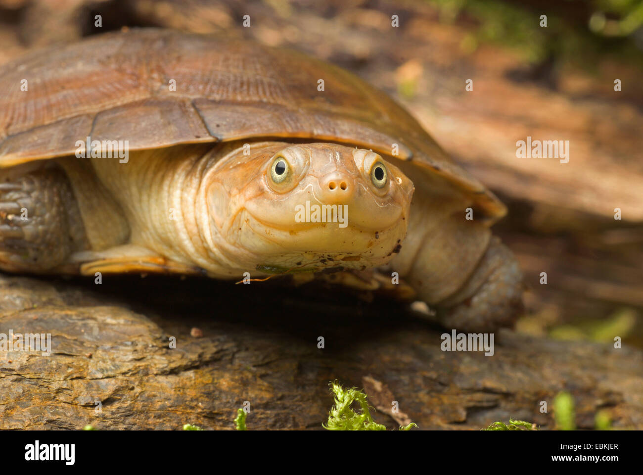 Behelmte Schildkröte, African behelmter Schildkröte, Turtle Marsh (Pelomedusa Subrufa), portrait Stockfoto