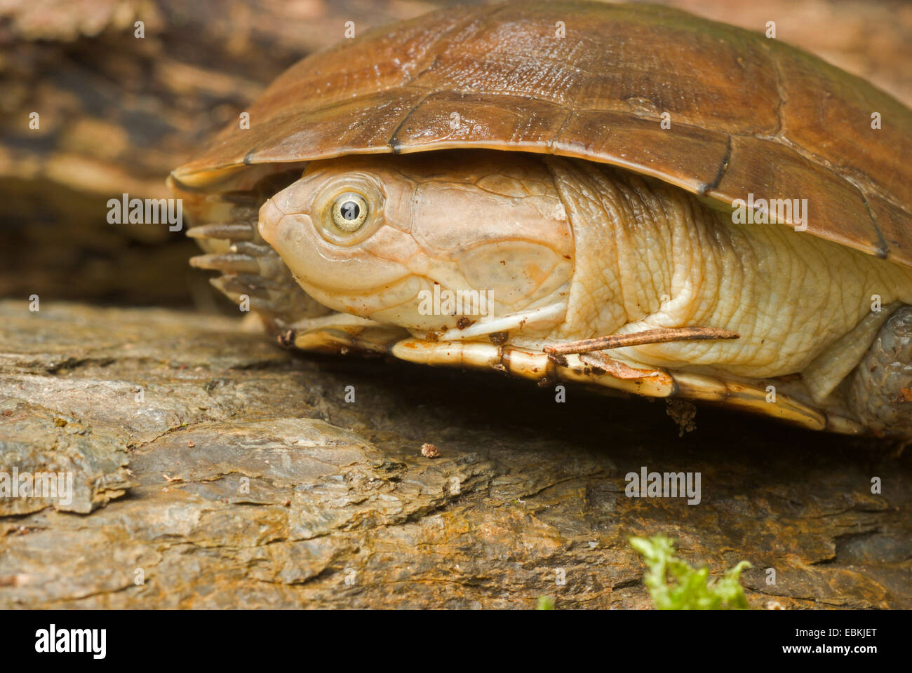 Behelmte Schildkröte, African behelmter Schildkröte, Turtle Marsh (Pelomedusa Subrufa), ehemaliger Kopf Stockfoto